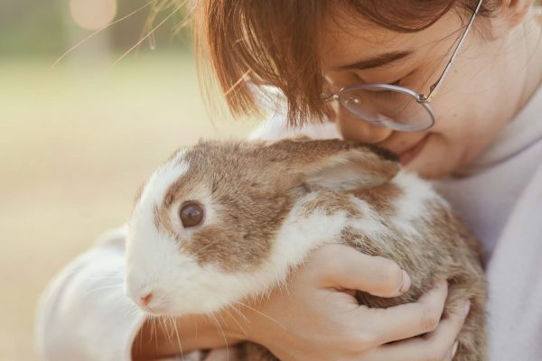 Lapins